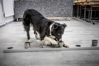 Bordercollie-Asta-hajuerottelu-Kuva-Kari-Pullinen-2020-scaled