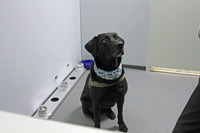 Koronakoira_hajuasemalla