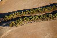 Mallee-trees.-courtesy-of-Cliff-Winfield,-Dept-of-Parks-and-Wildlife-WA_