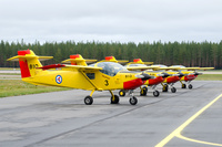Yellow_Sparrows