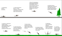 immola_lentorata