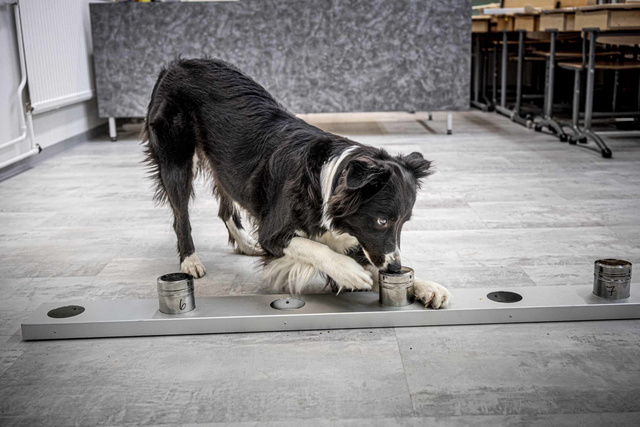 Bordercollie-Asta-hajuerottelu-Kuva-Kari-Pullinen-2020-scaled