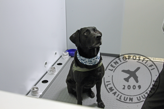 Koronakoira_hajuasemalla