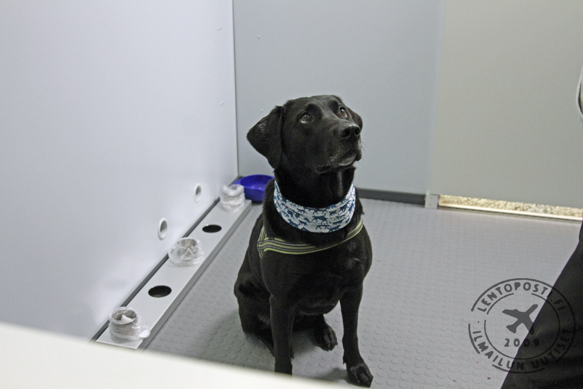 Koronakoira_hajuasemalla