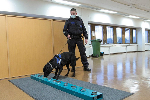 Koronakoira_Riesu_tulli