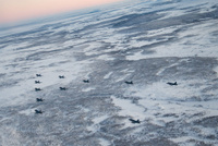 joulukuusilento2024_2