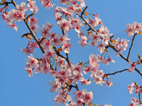 Sakura_2025